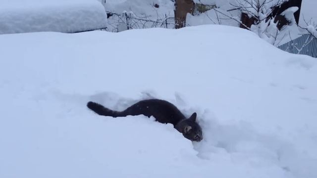 кошка на снегу смотреть онлайн