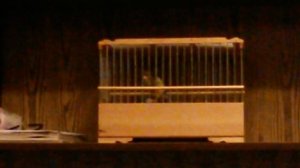 пение канареек овсяночного напева