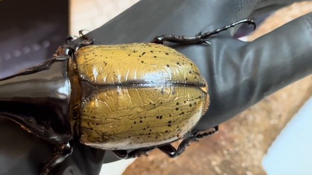 Жук геркулес.Содержание в домашних условиях . Dynastes Hercules beetle . subtitles смотреть онлайн