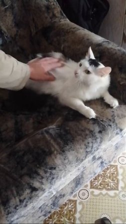 Кот Сёма