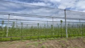 Сетка против града Arrigoni в садах Краснодарского края