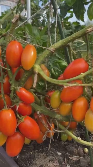 Сроки посадки овощей на рассаду!🍅