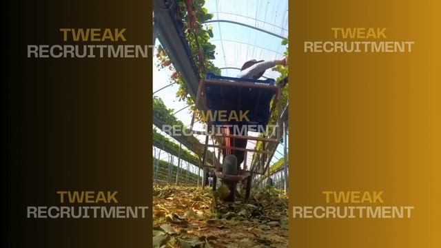 🟡 Вакансия на ферму по сбору урожая в компанию G'S, BARWAY SERVICES в Великобритании 🟡 смотреть онлайн