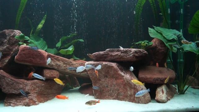 Молодой малавийник 300 литров смотреть онлайн