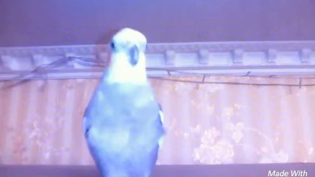 Пение кореллы смотреть онлайн