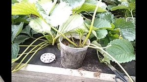 Клубника//Размножение клубники розетками//МОИ НАХОДКИ//питомникмедуницы