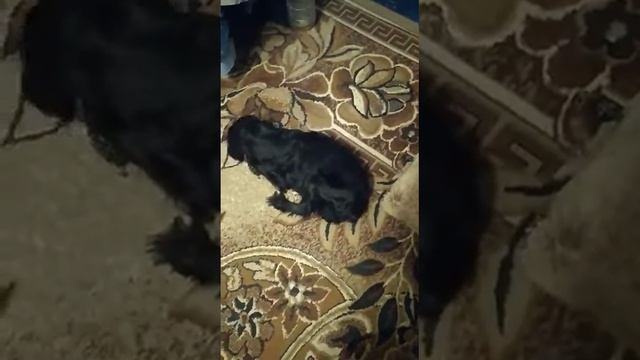 Мелкаши и дом. счастье🙏❤️🐶 Мини-приют "Пушистые Ангелы" Кто захочет помочь, пишите в комментариях. смотреть онлайн