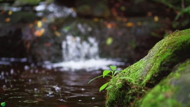 Успокаивающая музыка лечит сердце и успокаивает нервную систему🍀 Музыка для души и релаксации #1