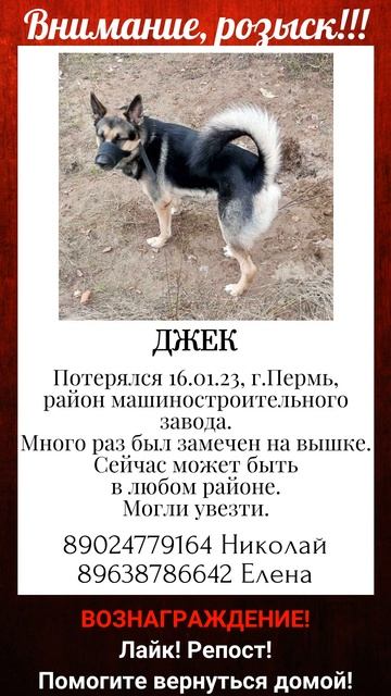 Пропала собака! Джек. г. Пермь