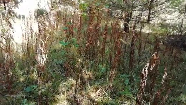 Как Бог защищает Родовое Поместье. смотреть онлайн