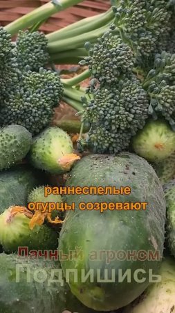 ЗАЧЕМ сеять ранние огурцы ЛЕТОМ