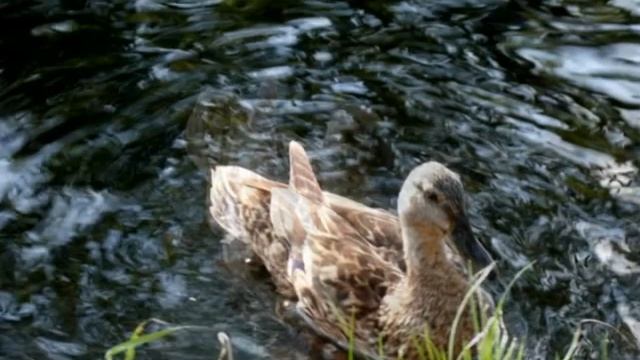 Живая природа.wmv смотреть онлайн