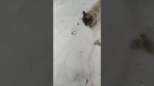 Кот поймал зайца, охотник, помощник.