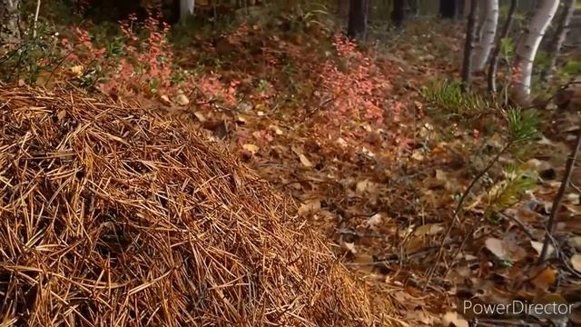 Коми моими глазами ❤ смотреть онлайн