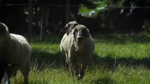 Три немки своей весёлой песенкой докажут вам, что немецкий язык не такой уж и грубый смотреть онлайн