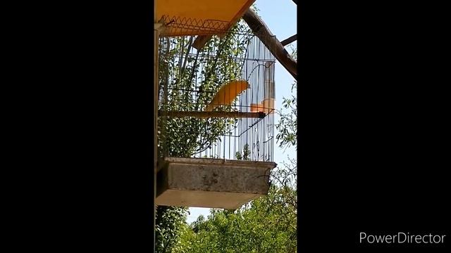 молодой канарейки и пение канарейки.