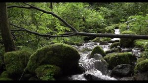 Джон Фильд, ноктюрн №1 Ми-бемоль мажор