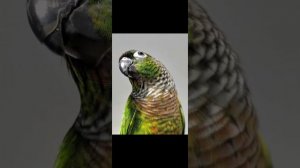 Попугай пиррура 🦜