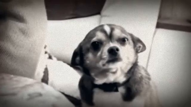 Собаки тоже все понимают!)) смотреть онлайн