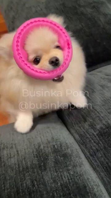 My #pomeranian Busia likes toys 🙂 моя #собака #шпиц Буся любит игрушки смотреть онлайн