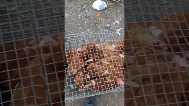 Көксу ауданы балпық би жексенбі базар . смотреть онлайн