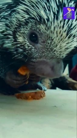 The porcupine is busy eating potatoes #shorts #viral