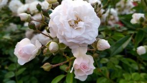 Ветреный холм 95 серия русская озвучка | Зейнеп решила закончить игру