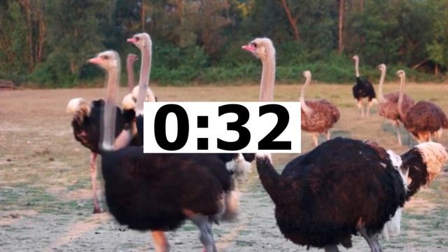 Английский ЕГЭ Говорение Task 3 WILD ANIMALS 02 смотреть онлайн