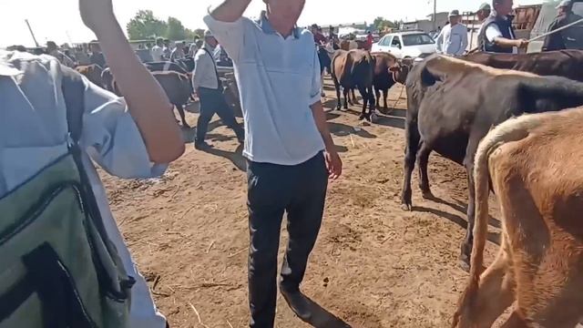 12-АВГУСТ/ШЫМБАЙ МАЛ БАЗАРЫ/СКОТНЫЙ РЫНОК/ДЕМ БЕРМЕС/МАЛ БАЗАР 2023/SHIMBAY MAL BAZARI/DEM BERMES