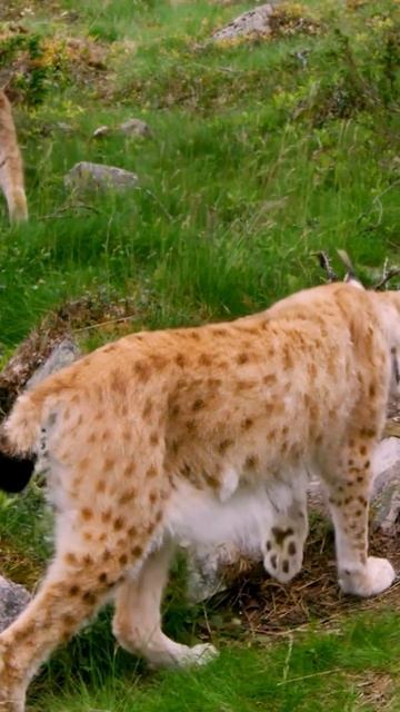 Рысь: Пушистый фантом 😉 #кошки #хищники #рысь смотреть онлайн