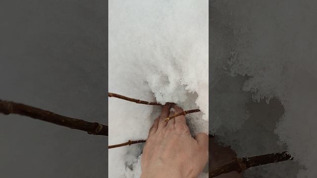 Зимовка гортензий метельчатых и клубники под снегом в нашем питомнике