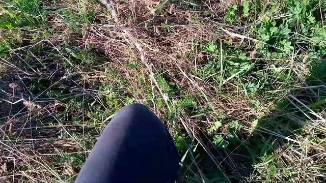 Самец прыткой ящерицы пойманный возле больницы. смотреть онлайн