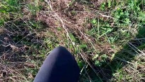 Самец прыткой ящерицы пойманный возле больницы.