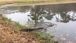 Jekyll Island Alligator Release 3/12/2015