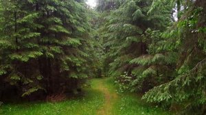 Лето в лесу!!