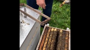 На пасеке у Ивана Стоянова, содержание в 8 рамочных рогатых ульях на 145 рамке. Часть вторая