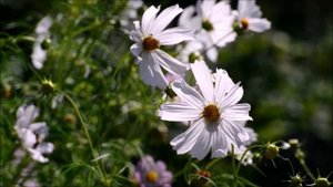 краткое содержание о сказке Кортик .А .Рыбаков-на 6 минут