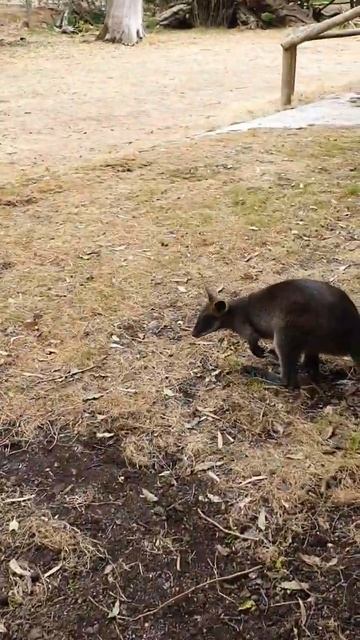 Kangroo in Australia #Punjabi Lifestyle In Australia #shorts #shortvideo #viral #shortsfeed #short