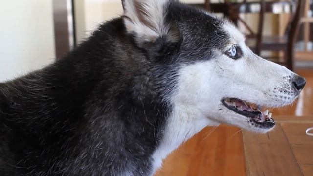 Mishka says Hamburger Talking Husky Говорящая собака. Лайка говорит гамбургер. смотреть онлайн
