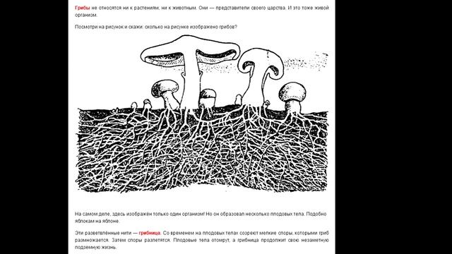 КАК ПРАВИЛЬНО СОБИРАТЬ ГРИБЫ? СРЕЗАТЬ или ВЫКРУЧИВАТЬ? смотреть онлайн