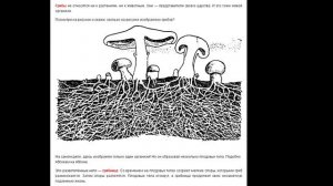 КАК ПРАВИЛЬНО СОБИРАТЬ ГРИБЫ? СРЕЗАТЬ или ВЫКРУЧИВАТЬ?