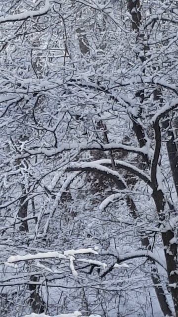 Бабугентские медвежата смотреть онлайн