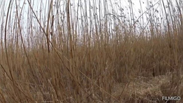 Охота на шакала. Краснодарский край. смотреть онлайн