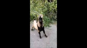 Дерево упало на голову Илана нъфаль аль рэша (на арамейском языке). Забавное видео