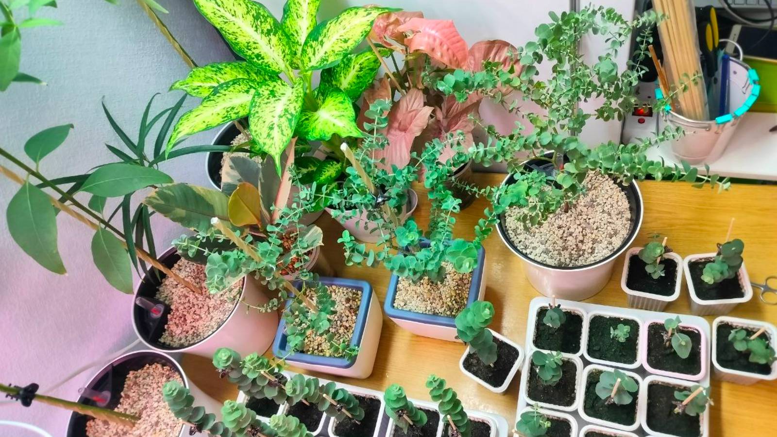 🌳Формирование и стрижка эвкалипта Гунни