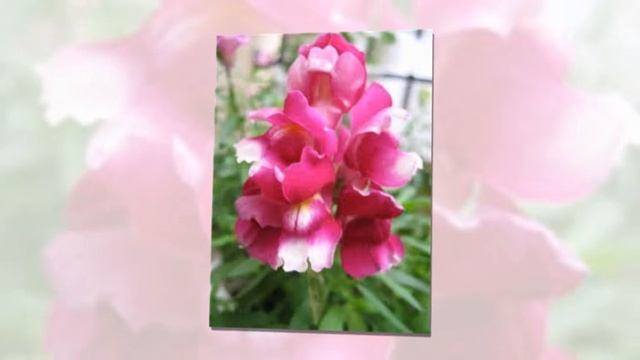 Язык цветов смотреть онлайн