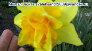 02 05 24г Моя коллекция  Самые устойчивые тюльпаны, нарциссы, примулы