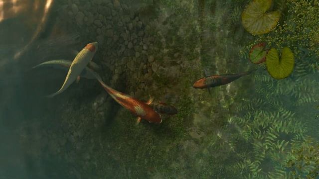 Живые обои для рабочего стола.(Koi Fish 3D Screensaver)Live Wallpapers for your desktop.