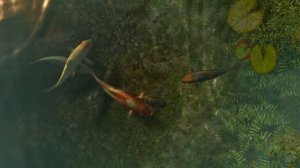 Живые обои для рабочего стола.(Koi Fish 3D Screensaver)Live Wallpapers for your desktop.
