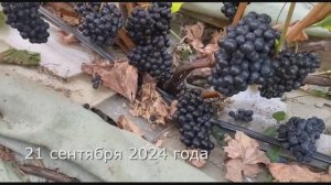 Каберне Кароль